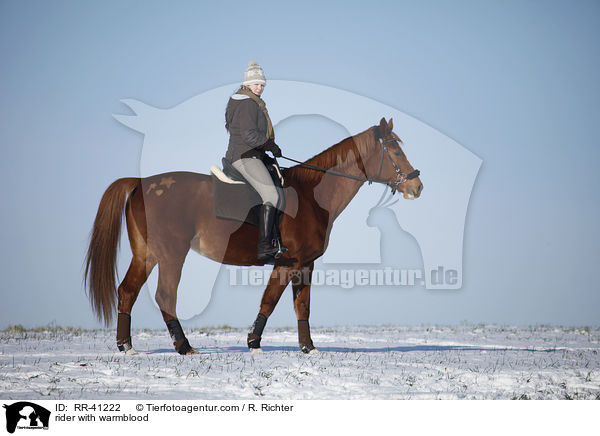 Reiter mit Deutschem Sportpferd / rider with warmblood / RR-41222