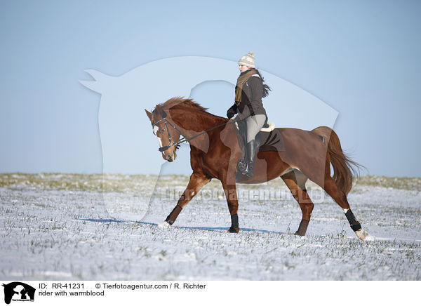 Reiter mit Deutschem Sportpferd / rider with warmblood / RR-41231