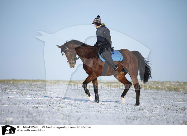 Reiter mit Deutschem Sportpferd / rider with warmblood / RR-41240