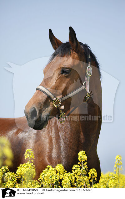 warmblood portrait / RR-42853