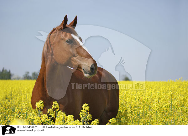 Deutsches Sportpferd Portrait / warmblood portrait / RR-42871