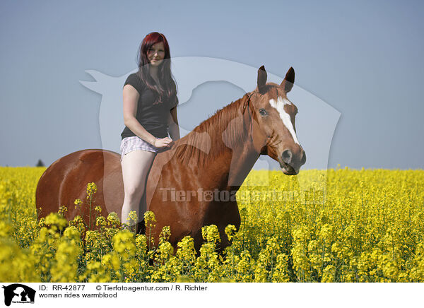 Frau reitet Deutsches Sportpferd / woman rides warmblood / RR-42877