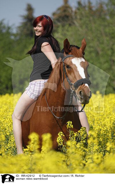 Frau reitet Deutsches Sportpferd / woman rides warmblood / RR-42912