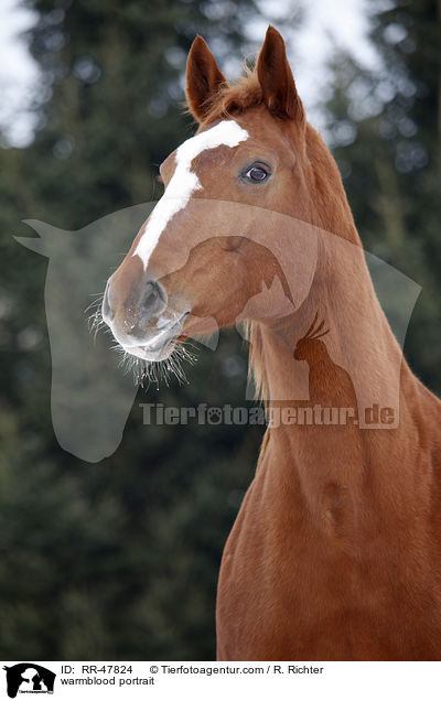 warmblood portrait / RR-47824
