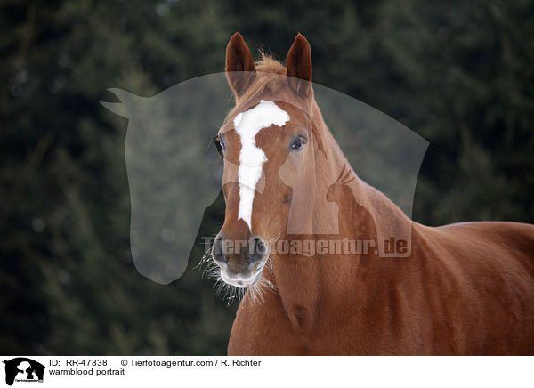 warmblood portrait / RR-47838