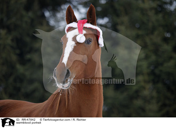 warmblood portrait / RR-47842
