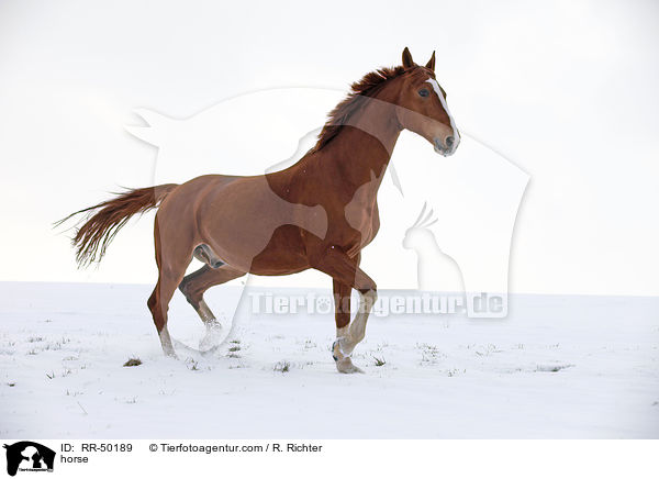 Deutsches Sportpferd / horse / RR-50189