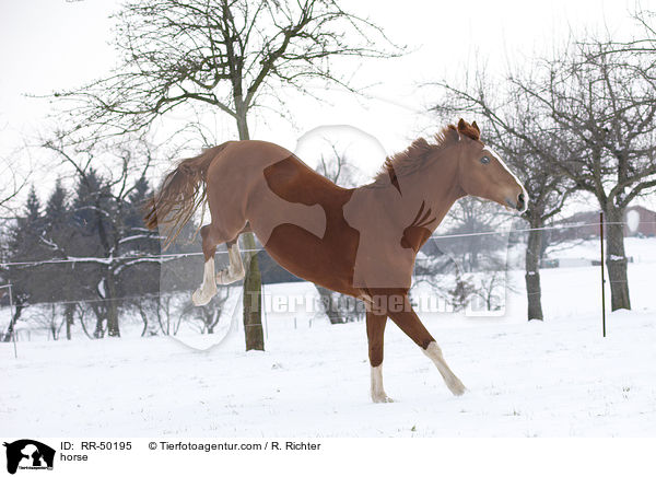 Deutsches Sportpferd / horse / RR-50195