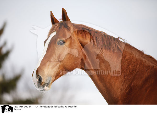 Deutsches Sportpferd / horse / RR-50214