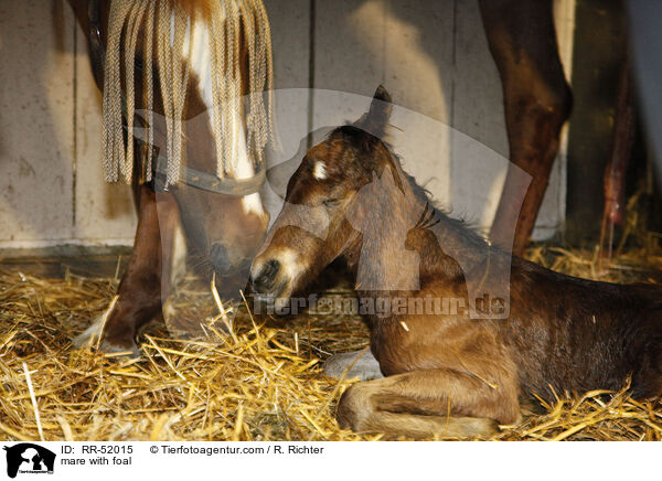 mare with foal / RR-52015