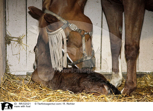 Stute mit Fohlen / mare with foal / RR-52021