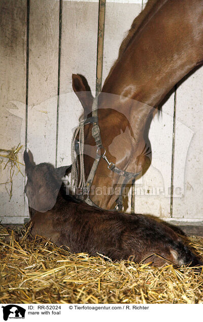 Stute mit Fohlen / mare with foal / RR-52024