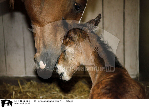 mare with foal / RR-52026