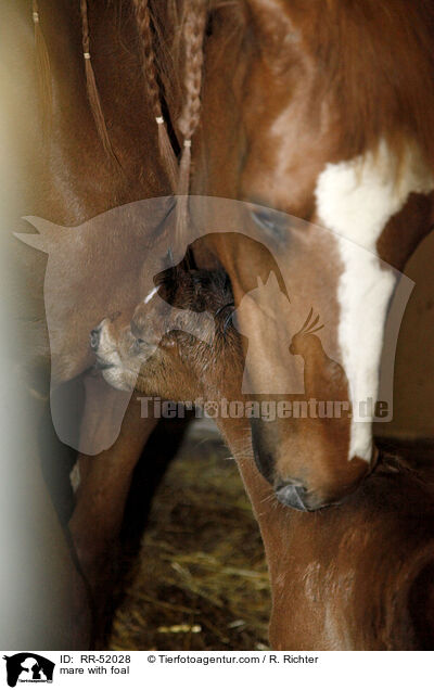 mare with foal / RR-52028