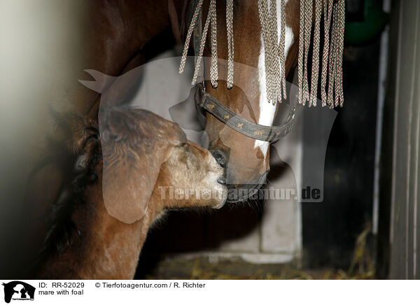 Stute mit Fohlen / mare with foal / RR-52029