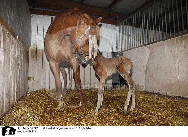 Stute mit Fohlen / mare with foal / RR-52032