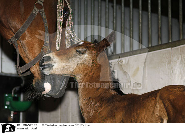mare with foal / RR-52033