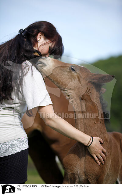 Stutfohlen / filly / RR-52193