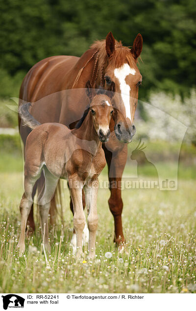 mare with foal / RR-52241