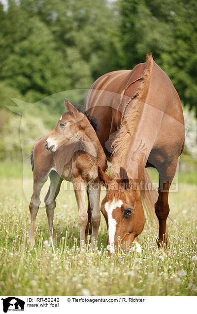 mare with foal / RR-52242
