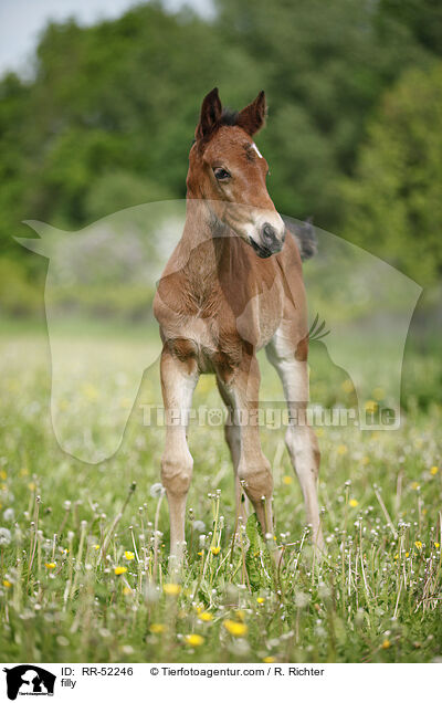 filly / RR-52246