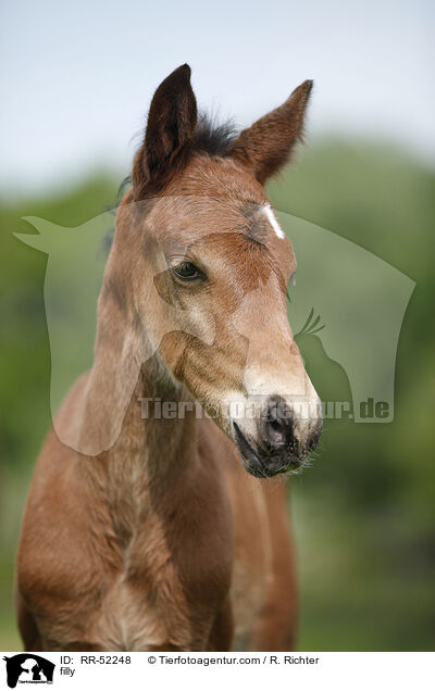 filly / RR-52248