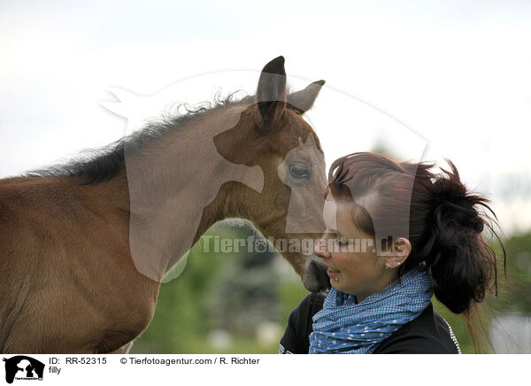 Stutfohlen / filly / RR-52315