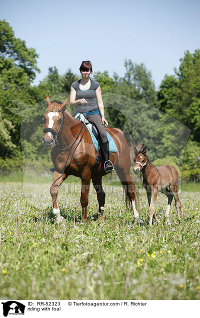 Ausritt mit Fohlen bei Fu / riding with foal / RR-52323