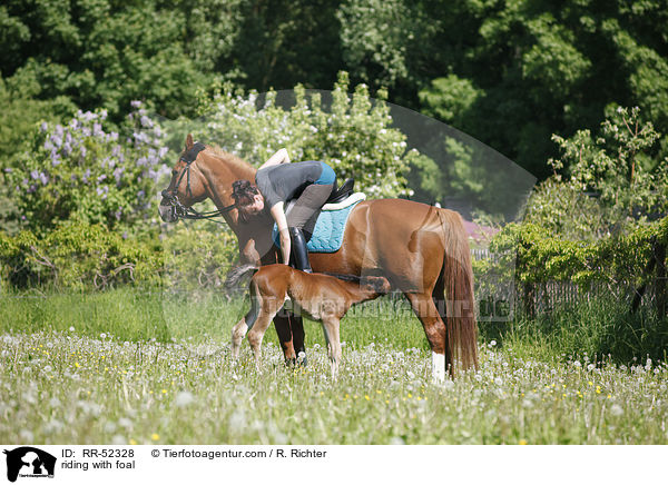 Ausritt mit Fohlen bei Fu / riding with foal / RR-52328