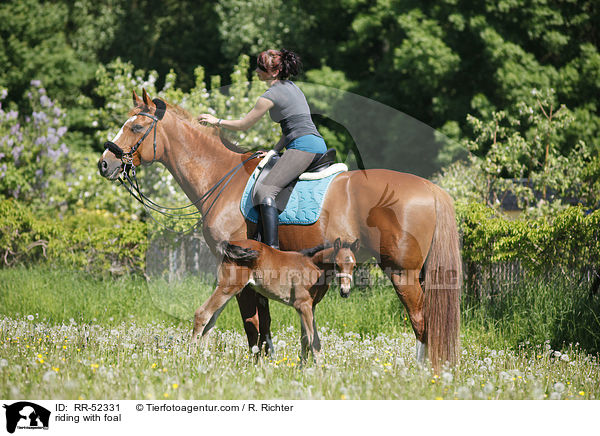 Ausritt mit Fohlen bei Fu / riding with foal / RR-52331