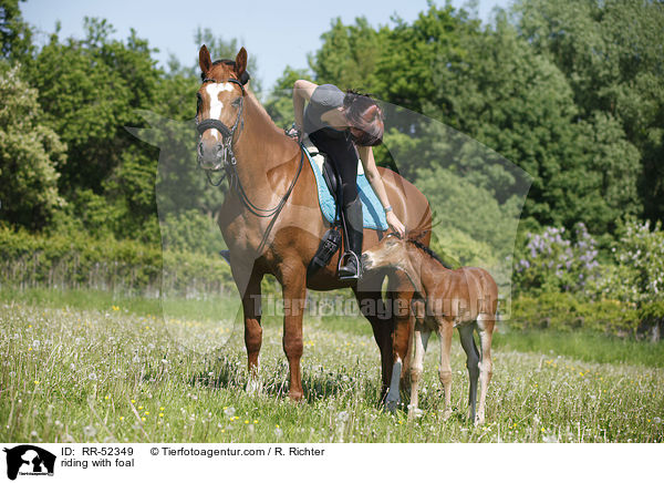 Ausritt mit Fohlen bei Fu / riding with foal / RR-52349