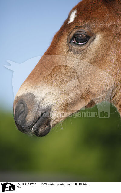 Stutfohlen / filly / RR-52722