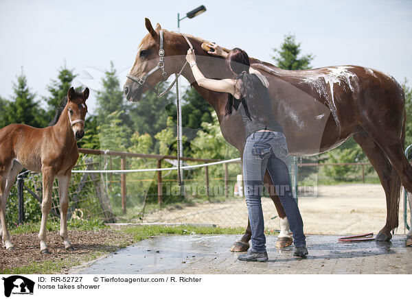 horse takes shower / RR-52727