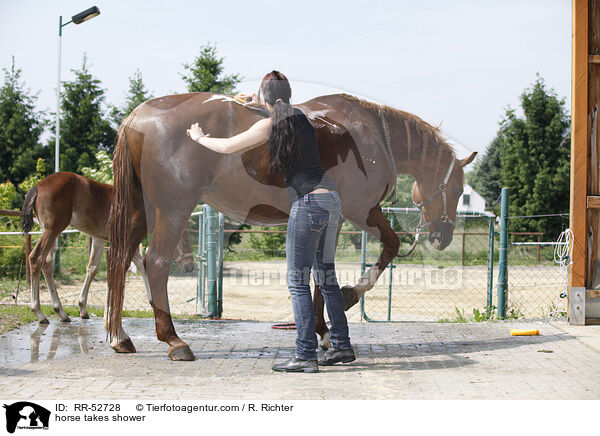 horse takes shower / RR-52728