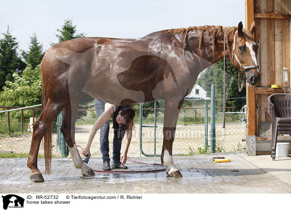 horse takes shower / RR-52732