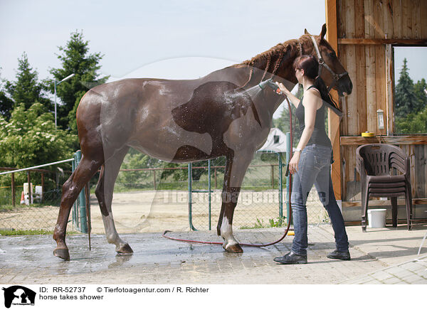 horse takes shower / RR-52737