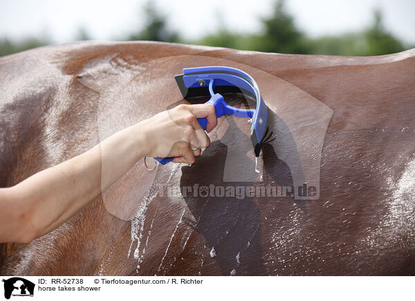 horse takes shower / RR-52738