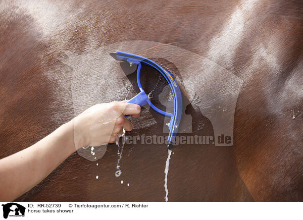 horse takes shower / RR-52739