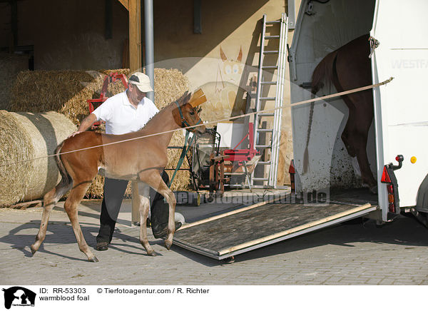Deutsches Sportpferd Fohlen / warmblood foal / RR-53303