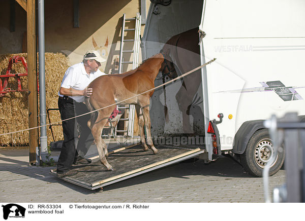 Deutsches Sportpferd Fohlen / warmblood foal / RR-53304