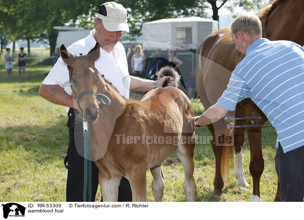Deutsches Sportpferd Fohlen / warmblood foal / RR-53309