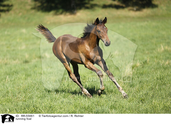 running foal / RR-55661