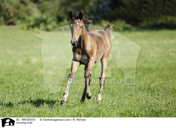 running foal / RR-55670