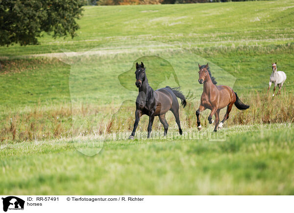 horses / RR-57491