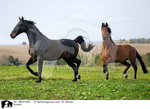 horses / RR-57493