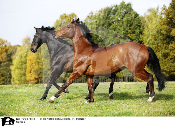 horses / RR-57515