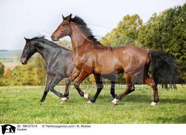 horses / RR-57516