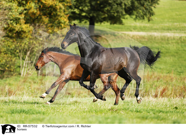 horses / RR-57532