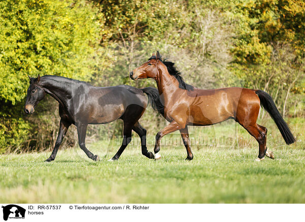 horses / RR-57537