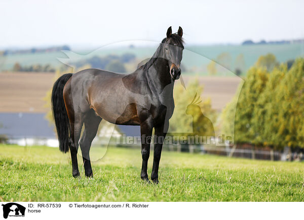 Deutsches Sportpferd / horse / RR-57539